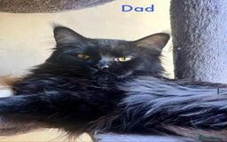 Maine Coon cats for sale: Beautiful Maine Coon Mix  - Image 11