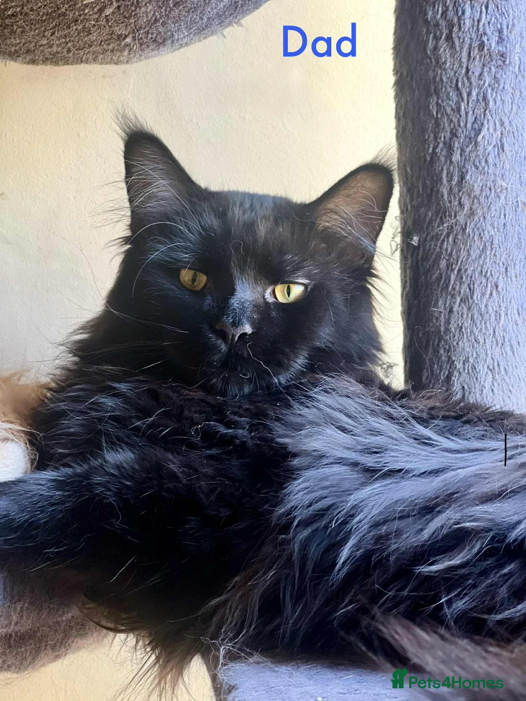 Maine Coon cats for sale: Beautiful Maine Coon Mix  - Image 11