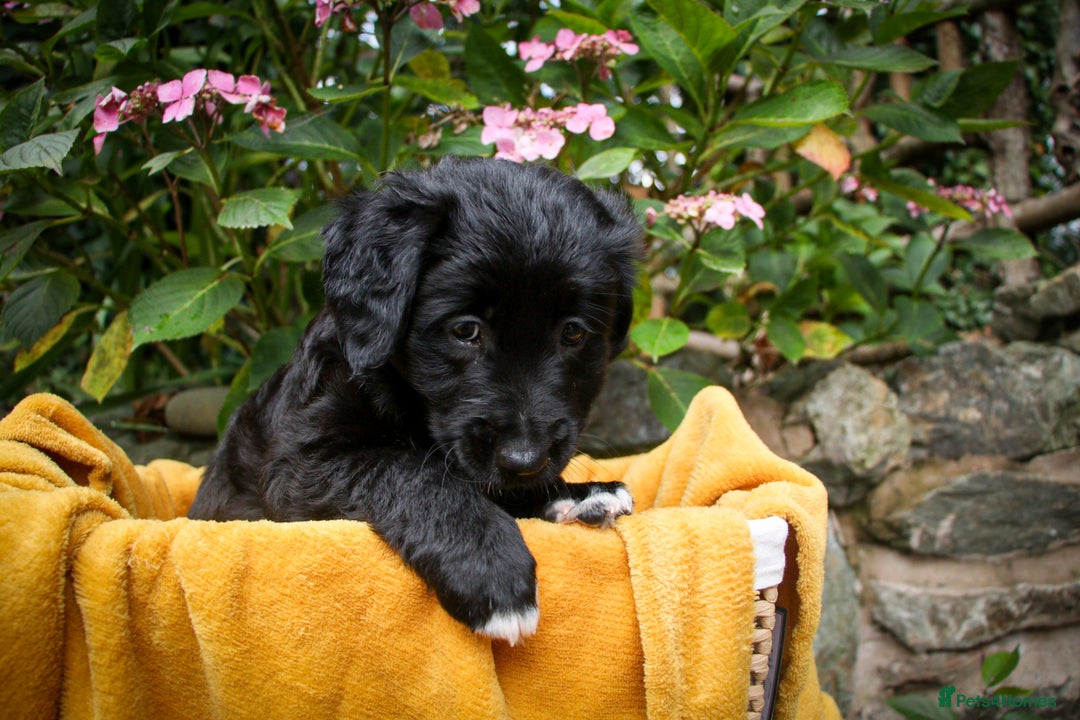 Mixed Breed dogs for sale: 3 x Border collie cross retriever pups - Image 3