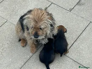 Border Terrier dogs Border terrier puppies - Advert 2