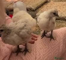 Chickens poultry - Advert 4