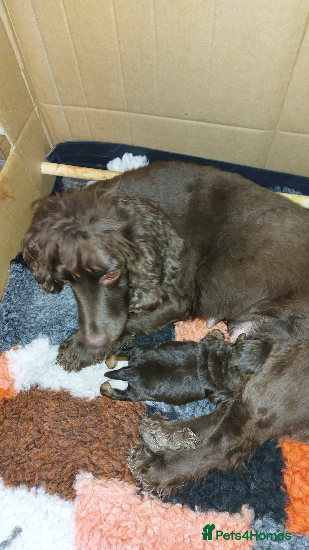 Cocker Spaniel dogs for sale: FEMALE KC REG WORKING COCKER SPANIEL  - Advert 2