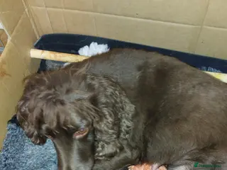 Cocker Spaniel dogs WORKING COCKER SPANIEL - Advert 15