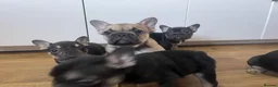 French Bulldog dogs for sale: 5 Frenchie pups ready for their forever homes🐶🏡 - Advert 22