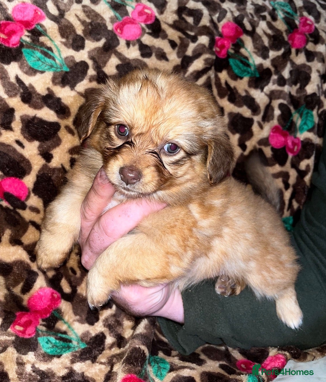 Dachshund dogs for sale: Dachshund ready to go  - Advert 2