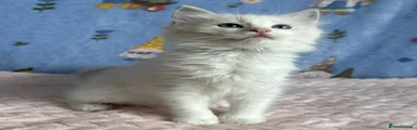 Ragdoll 2