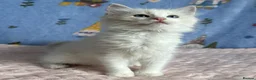 Ragdoll cats for sale: 🐾 Beautiful Ragdoll Kittens for Sale 🐾 - Advert 28