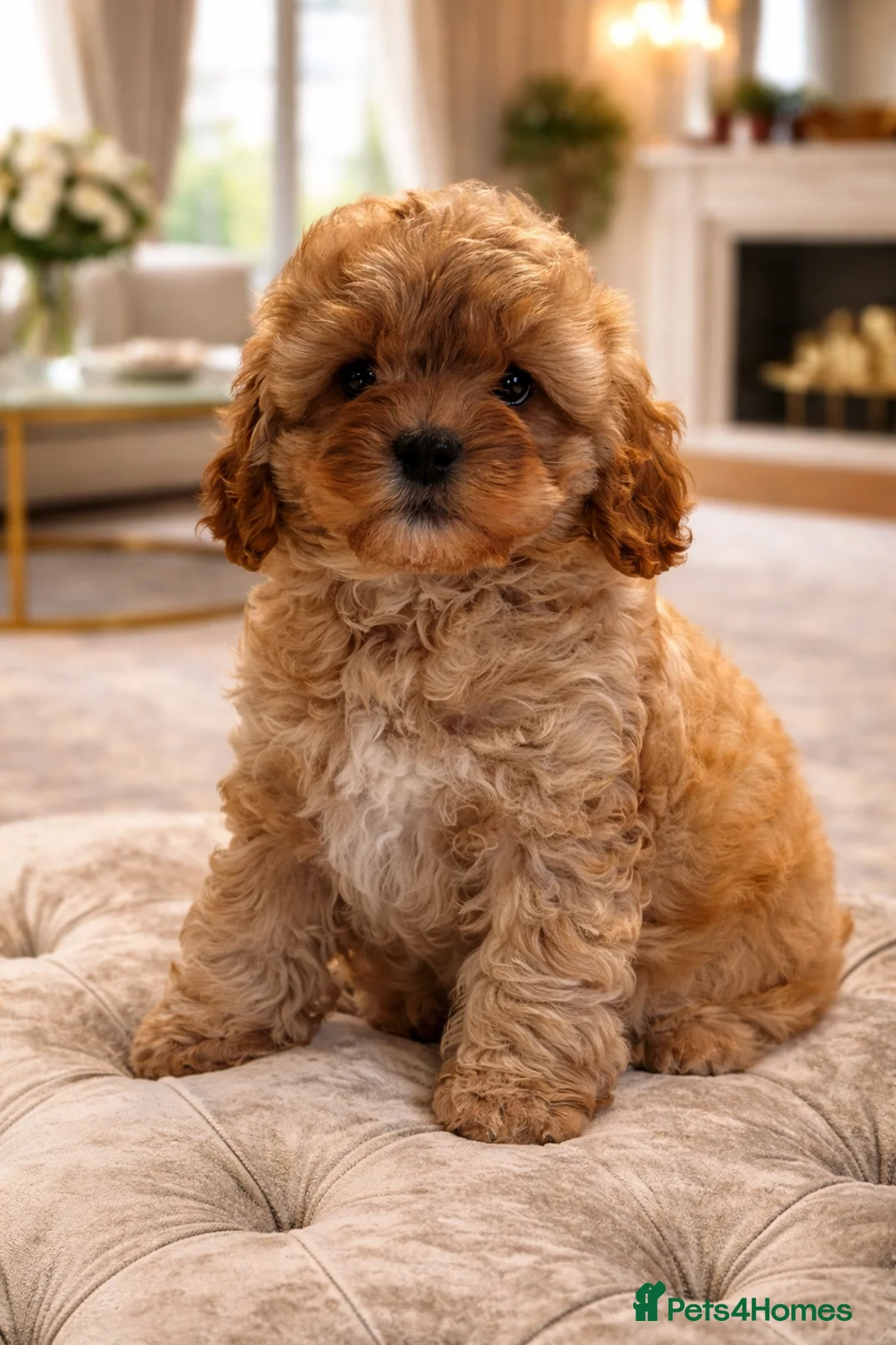Cavapoochon dogs for sale: cavapooshon babies  - Advert 2