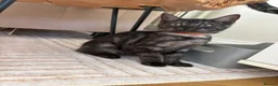 Mixed Breed cats for sale: Beautiful Female Kitten Ready for Her New Home! 🐾 - Advert 4