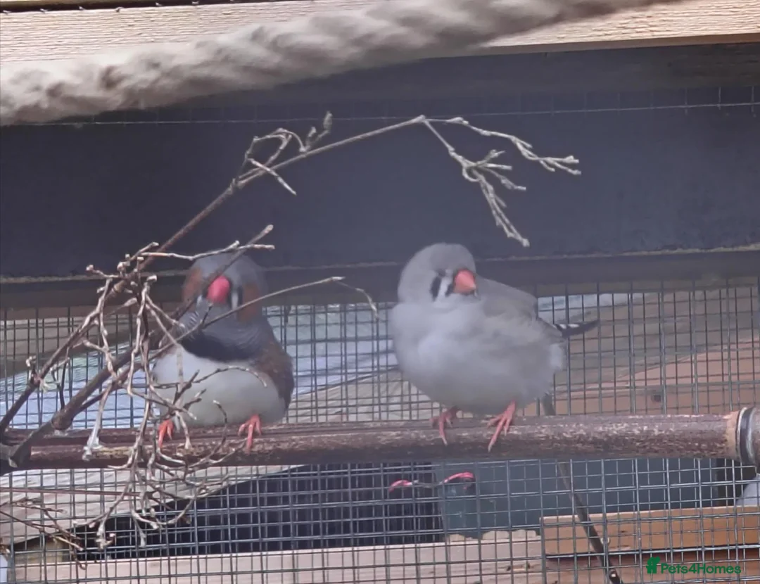 Finches birds for sale: Zebra finches  in Downham Market - Advert 1