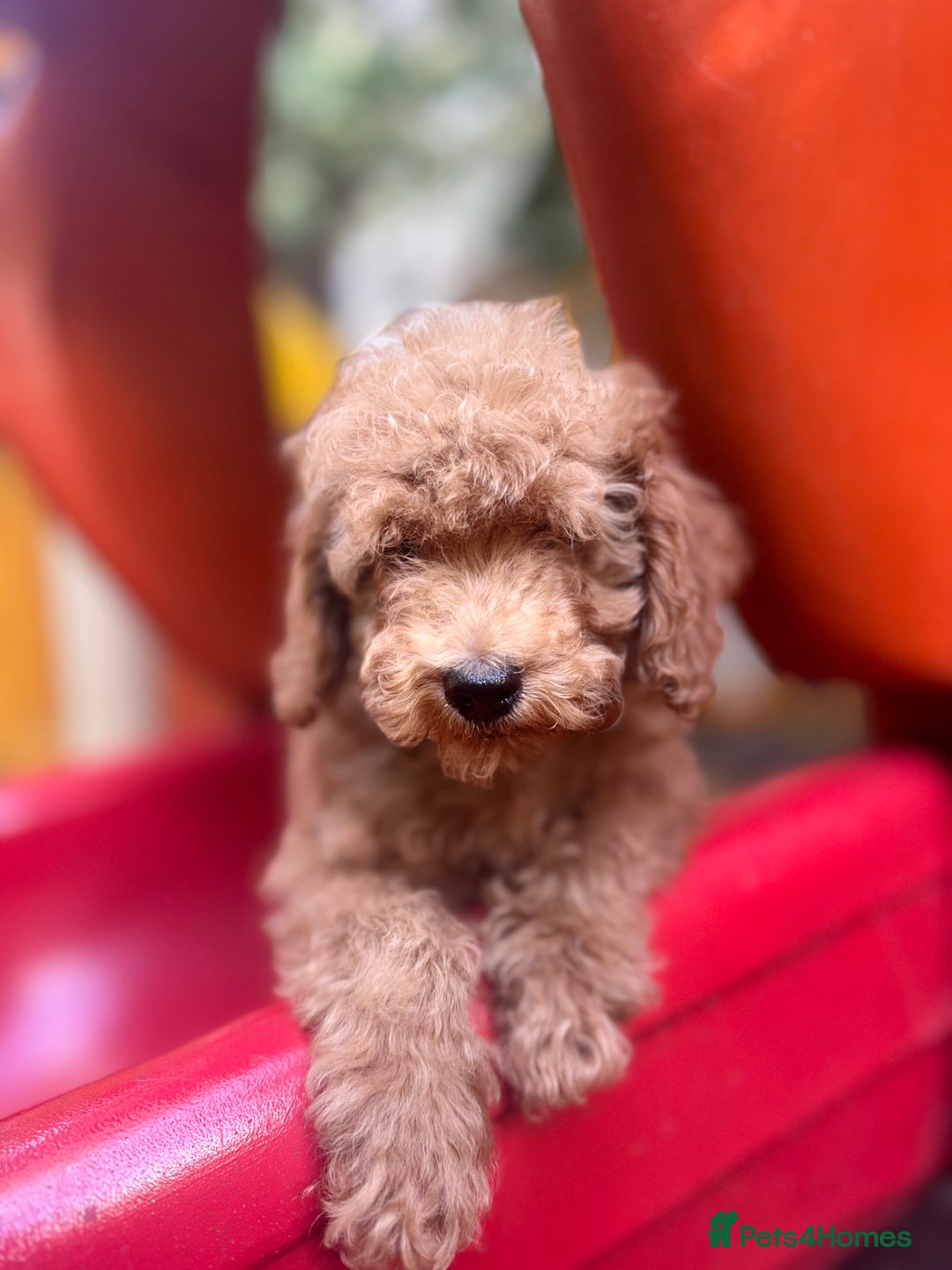 Toy Poodle dogs for sale: Adorable Toy Poodle Puppies  - Image 21