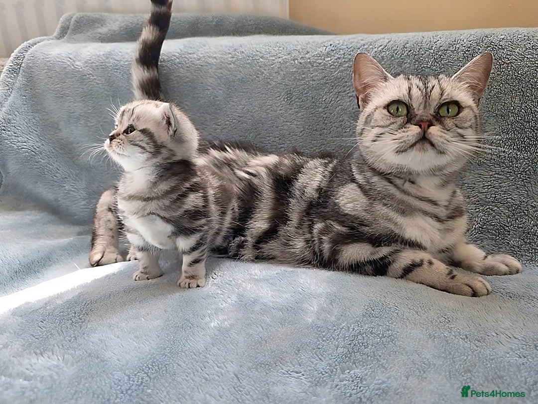 British Shorthair cats for sale: Silver Tabby kitten with his mother  - Image 5
