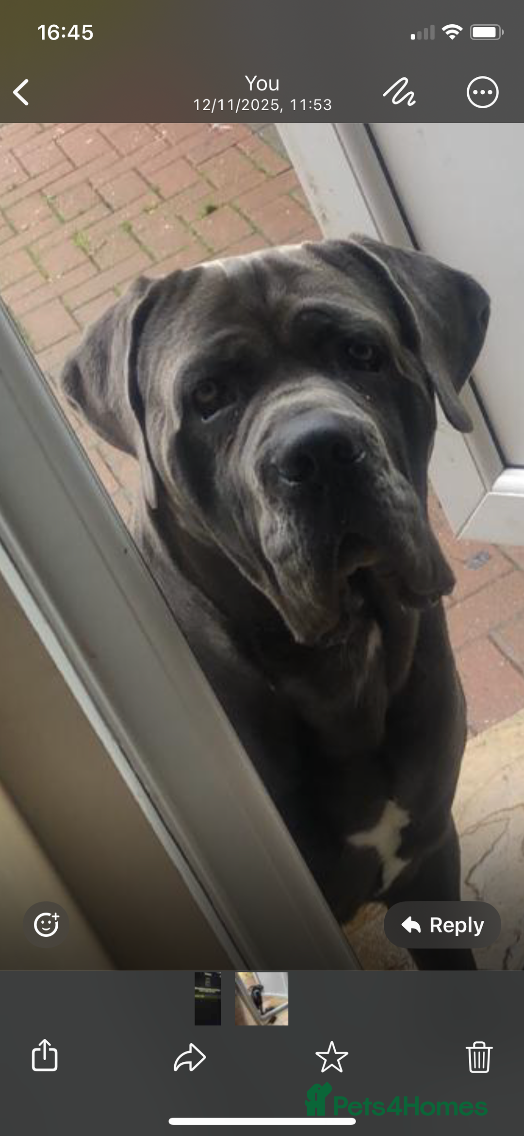 Cane Corso dogs for sale: Meet zues - Advert 1