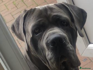 Cane Corso dogs Meet zues - Advert 18