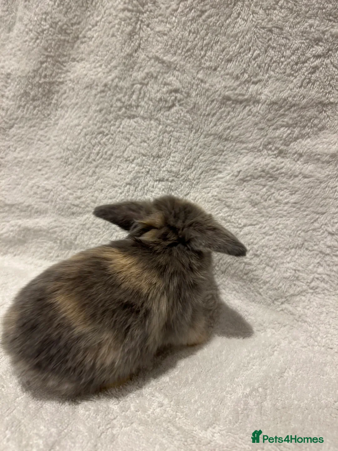 Mini Lop rabbits for sale: Pure Bred Mini Lop Baby Rabbits - Advert 7