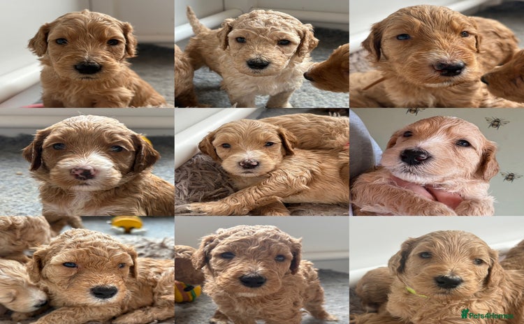 Goldendoodle dogs - Advert 3