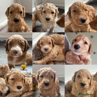 Goldendoodle dogs - Advert 10