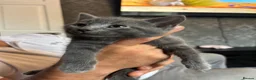 Mixed Breed cats for sale: 2 grey boys left - Advert 1
