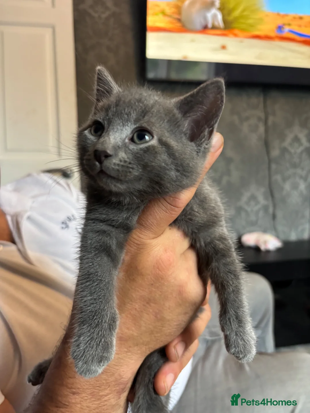 Mixed Breed cats for sale: 2 grey boys left - Advert 1