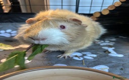 Guinea Pig rodents for sale: Geralt and Nugget  - Image 8