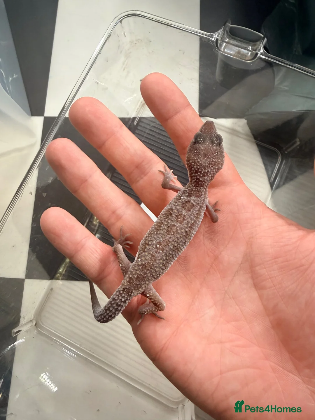 Leopard Gecko reptiles for sale: Mixed baby Leopard Geckos & 1 Black night - Advert 2