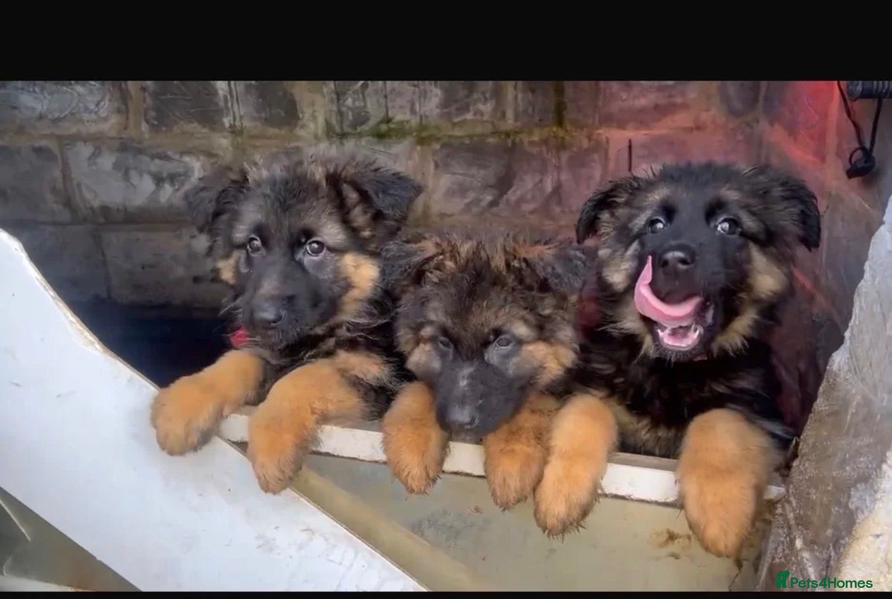 German Shepherd dogs 5 puppies Geman shepherd long hair - Advert 10