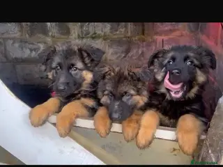 German Shepherd dogs 5 puppies Geman shepherd long hair - Advert 10