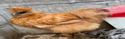 Chickens poultry for sale: Hatching Eggs🐣USA Bearded Silkies,Brahmas,Vorwerk - Advert 28
