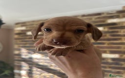 Miniature Dachshund dogs for sale: long haired miniature dachshund puppies - Image 13