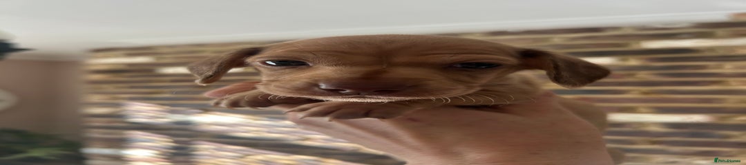 Miniature Dachshund Puppy 6