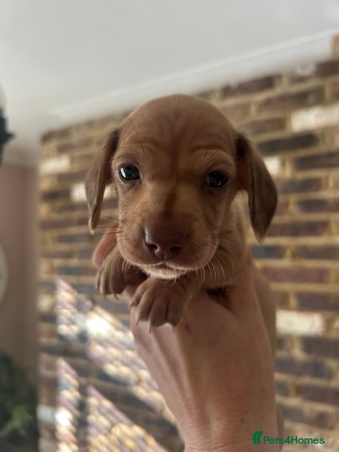 Miniature Dachshund dogs for sale: long haired miniature dachshund puppies - Image 13