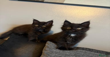 Maine Coon cats - Advert 3