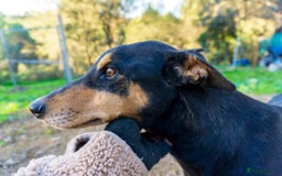 Mixed Breed dogs for adoption: Handsome, affectionate Biscotti-Bexhill, E. Sussex - Image 3