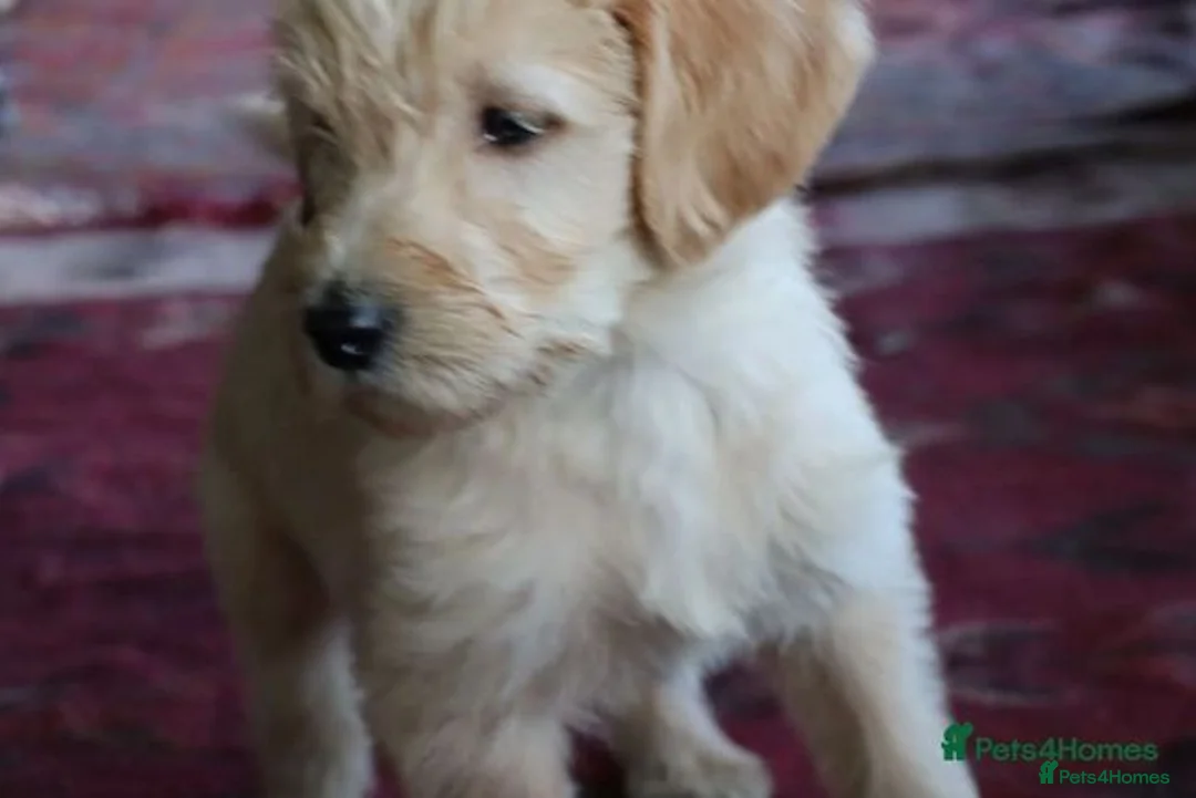 Labradoodle dogs for sale: Standard Labradoodle Puppies F3 - Advert 3