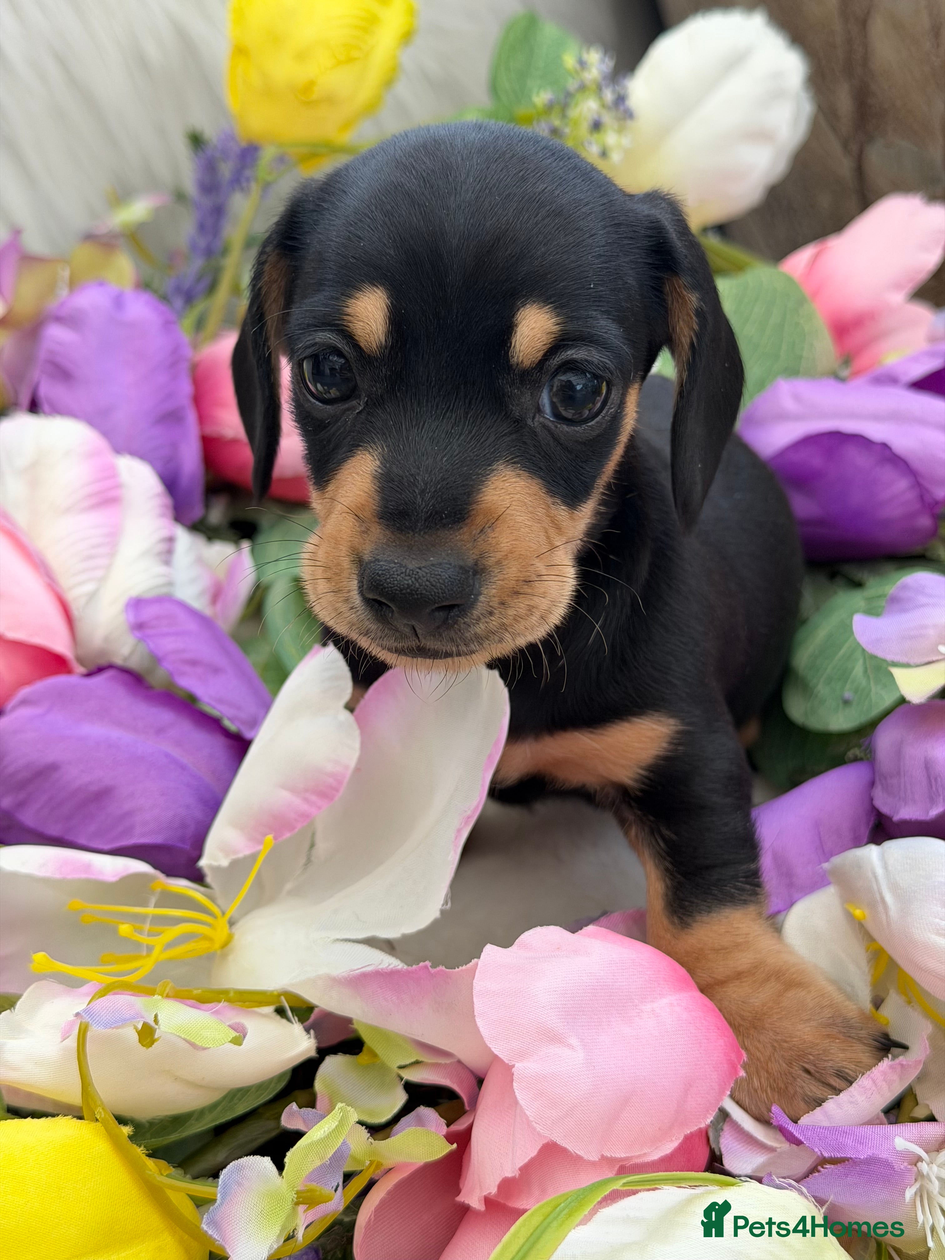 Miniature Dachshund dogs KC Miniature Dachshund Puppies - Advert 6