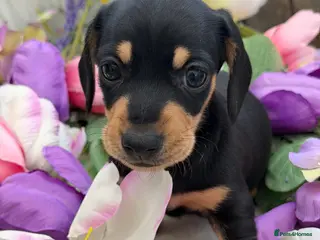 Miniature Dachshund dogs KC Miniature Dachshund Puppies - Advert 6