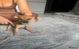 Mixed Breed dogs for sale: Chihuahua puppies £300 - Image 24