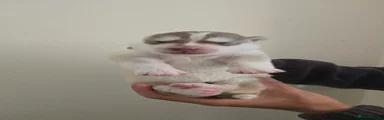 Siberian Husky 3