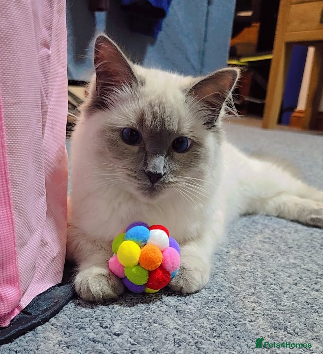 Ragdoll cats Beautiful Pure Blue Point Ragdoll  - Advert 2