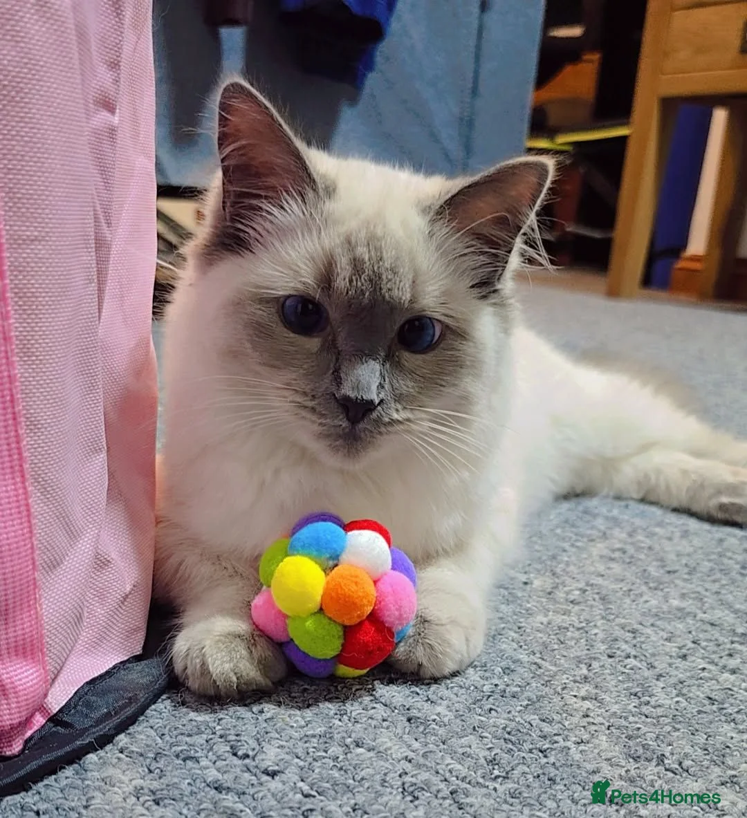 Ragdoll cats for sale: Beautiful Pure Blue Point Ragdoll  - Advert 2