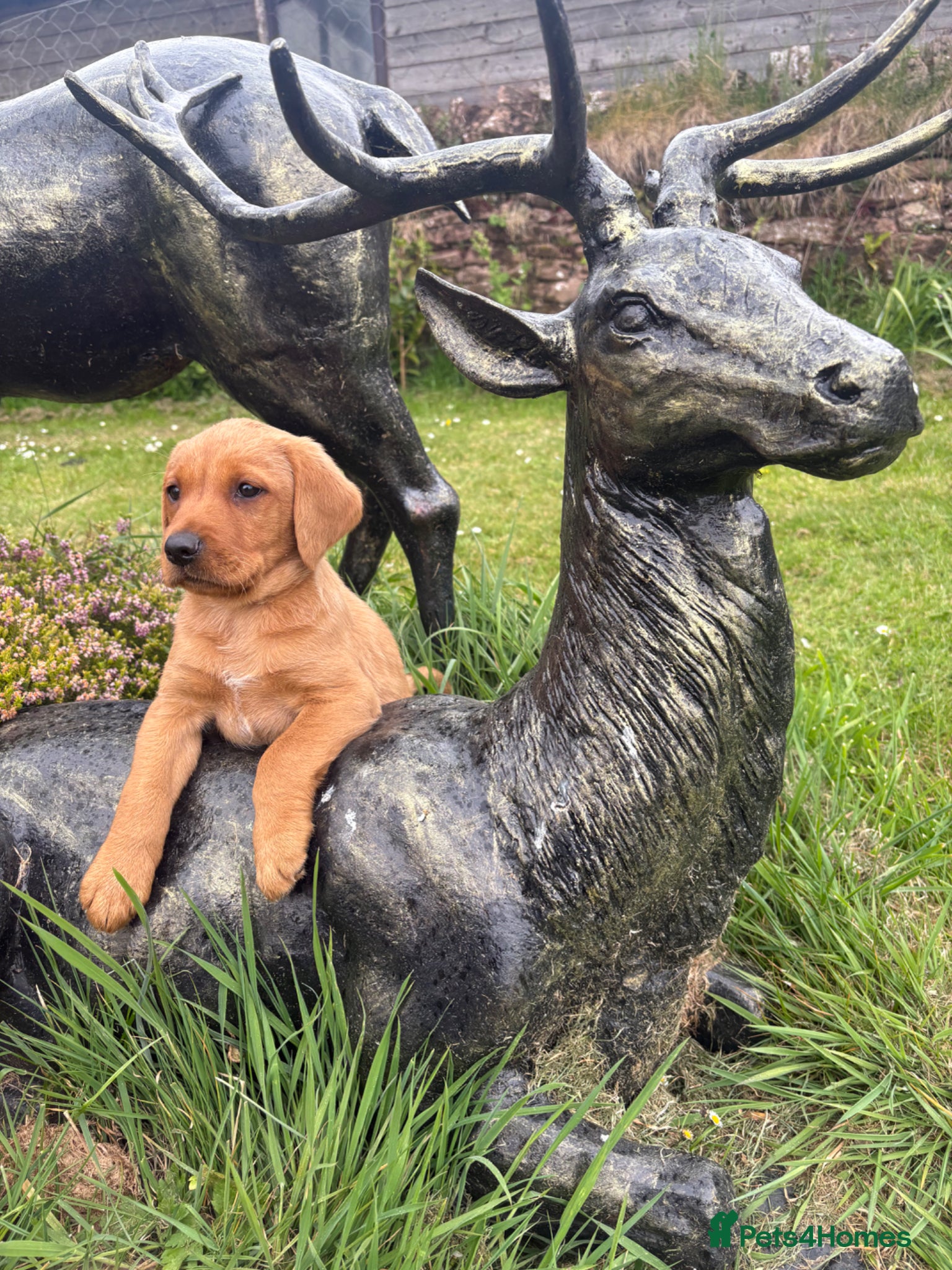 Labrador Retriever dogs Red & yellow lab puppies  - Advert 11