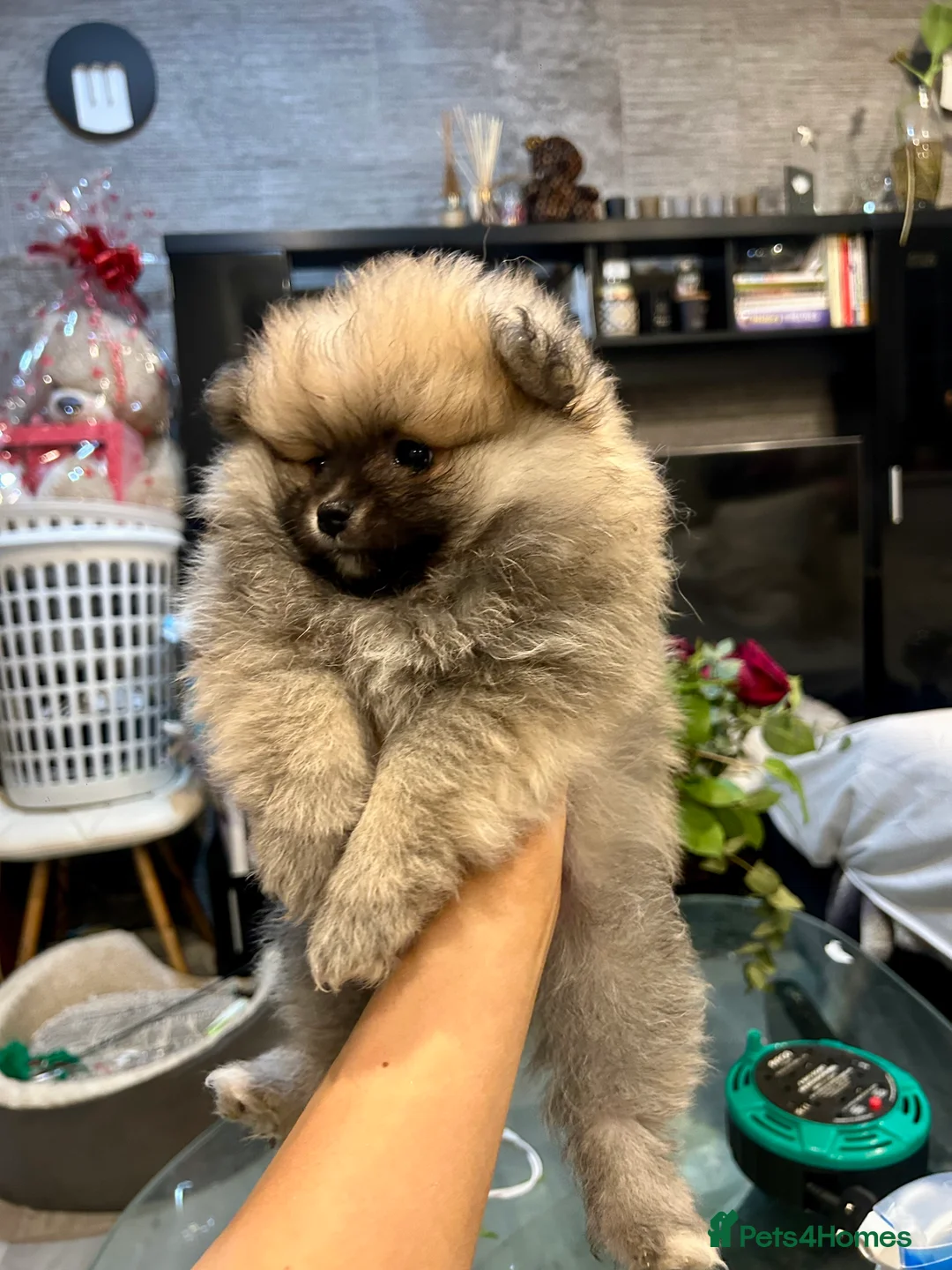 Pomeranian dogs for sale: 2 Pomeranian girls ready now  - Advert 8