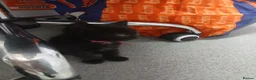 Maine Coon cats for sale: 6 week old beautiful maine coon x kittens for sale - Advert 10