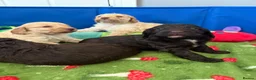 Cockapoo dogs for sale: Stunning F1B little girls looking for 5 star homes in Coventry - Advert 16
