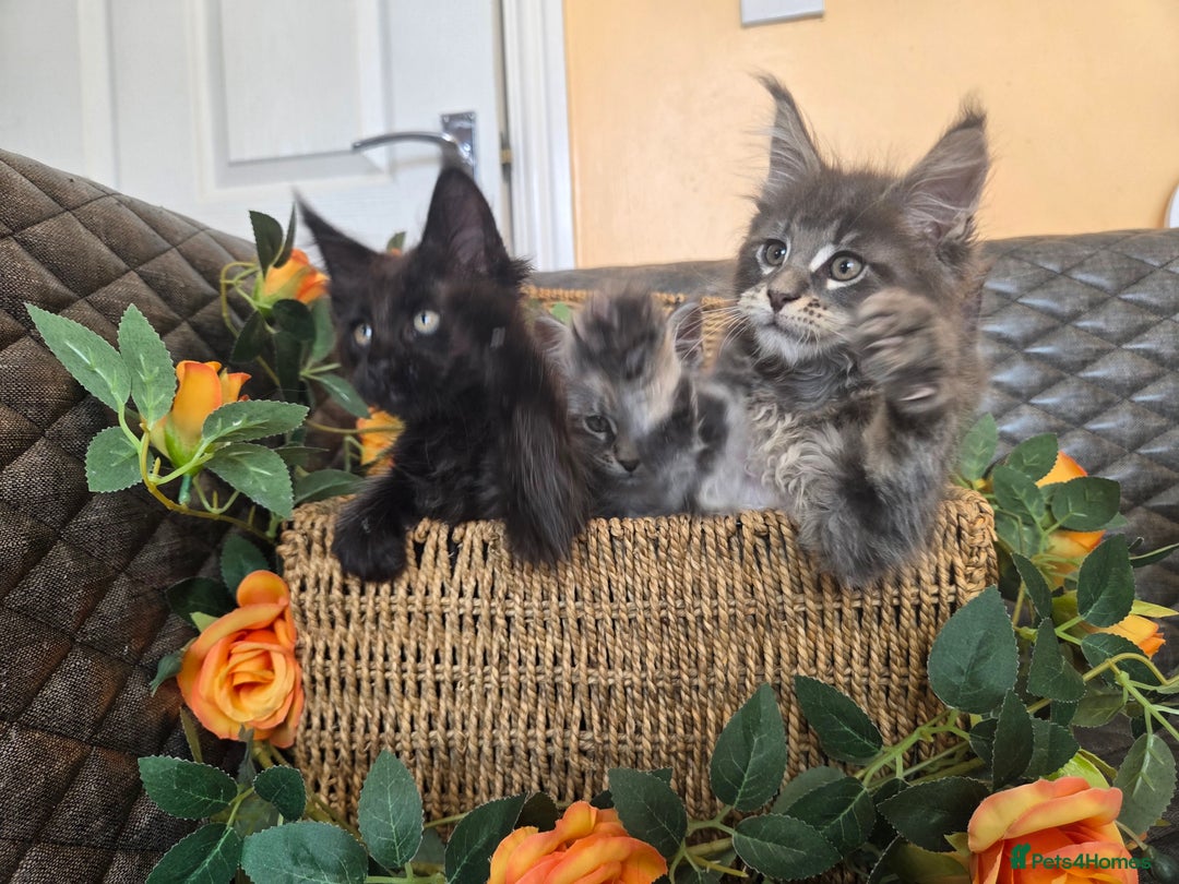 Maine Coon cats for sale: HEALTH TESTED TICA REG - Image 19