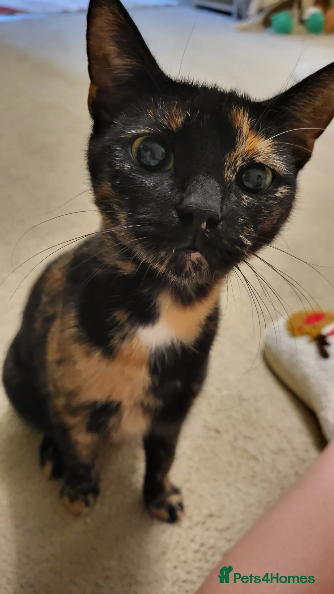 Mixed Breed cats for sale: Kittens READY NOW - Advert 4