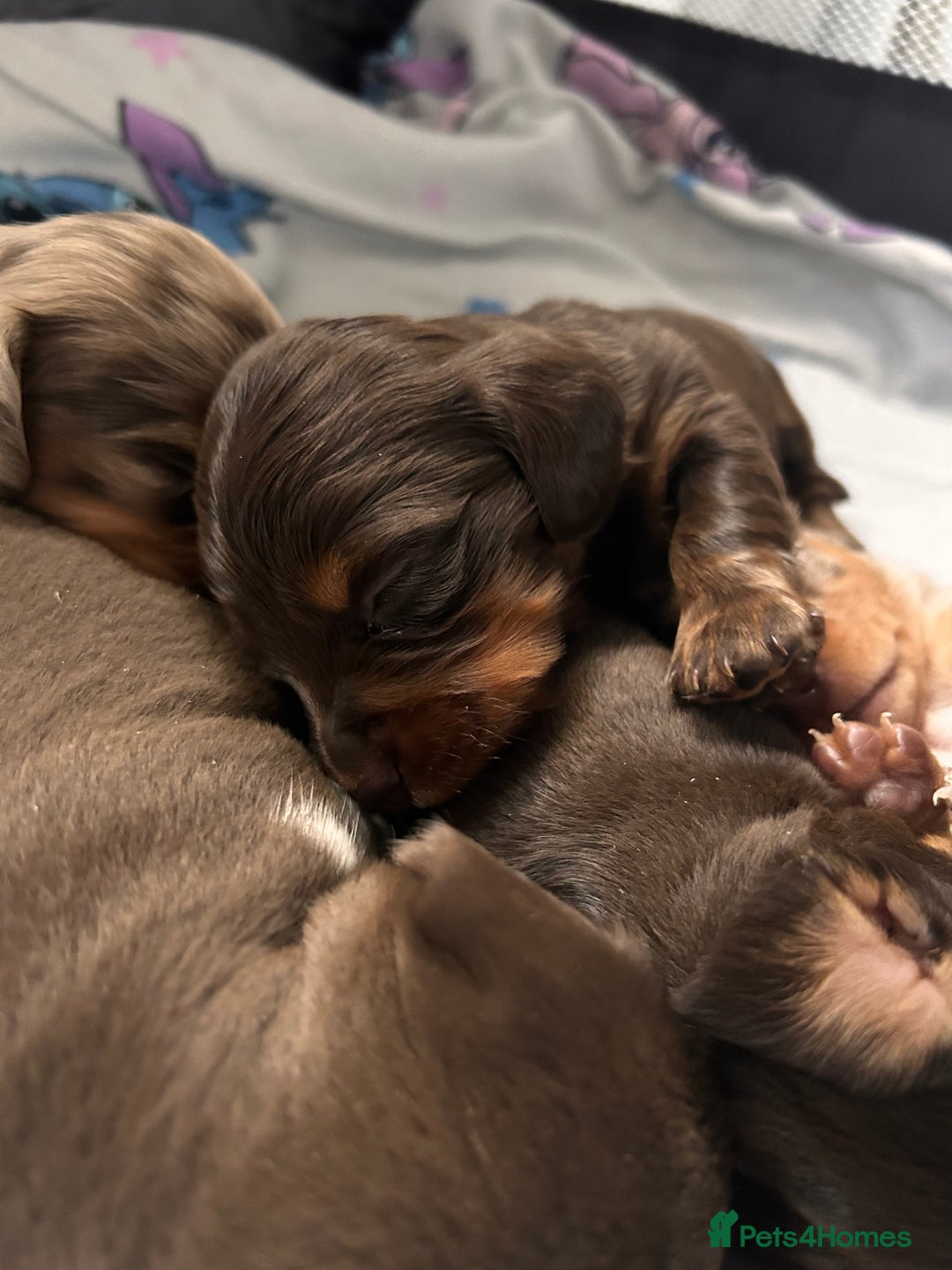 Miniature Dachshund dogs for sale: Miniature Dachshunds  - Advert 9