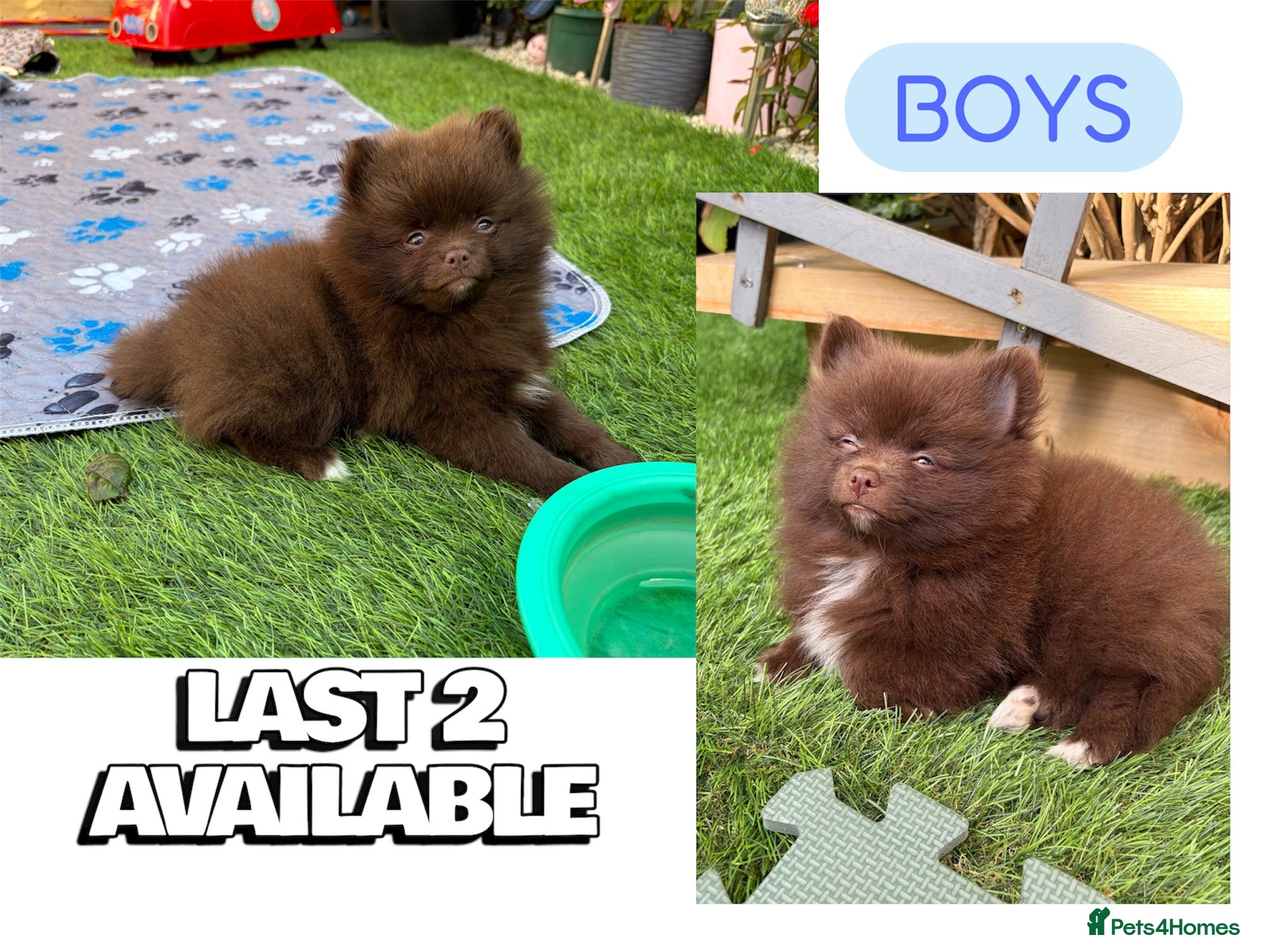 Pomeranian dogs  READY NOW! DNA 100% POM!🧬HEALTH TESTED!🧬 - Advert 16