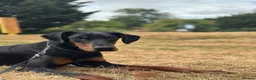Dobermann dogs for sale: Female Doberman Puppy for Sale – 10 Months Old in Luton - Advert 4