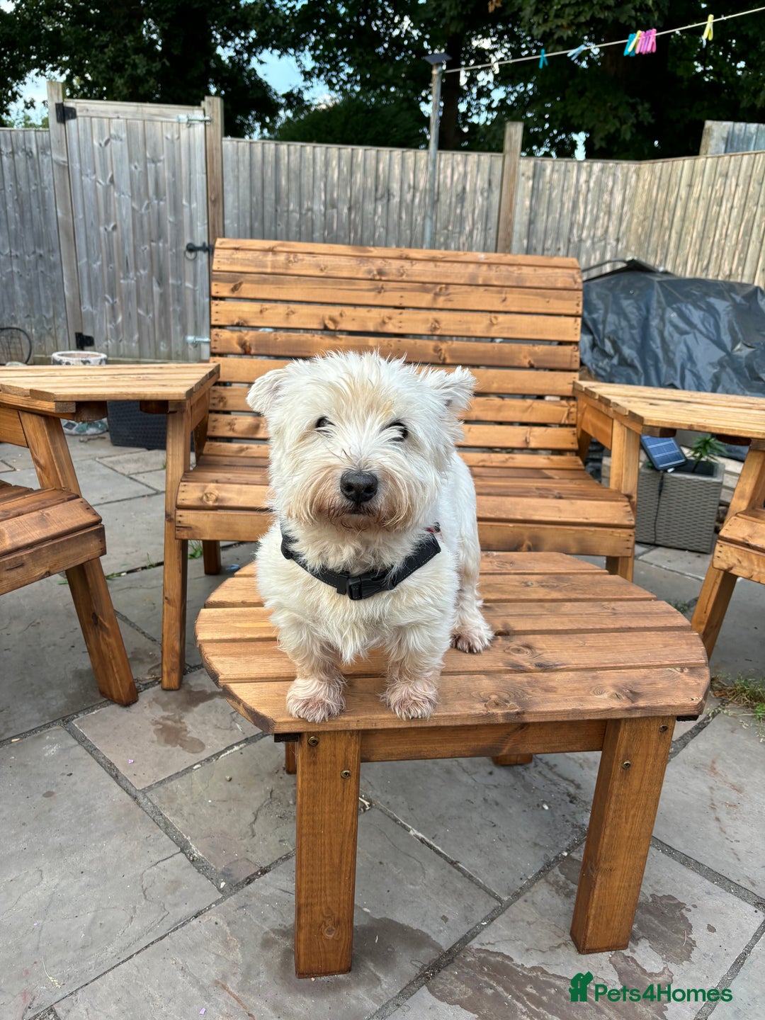 West Highland Terrier dogs for sale: KC reg west highland pups for sale  - Advert 9